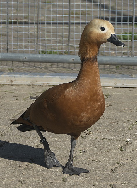 Ralf