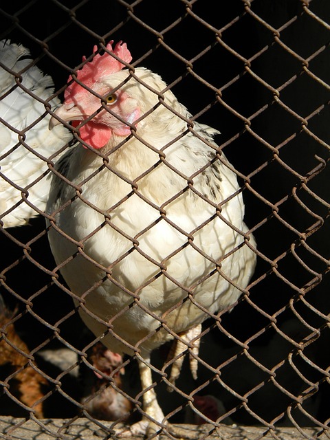 指揮官的風 指揮官的風